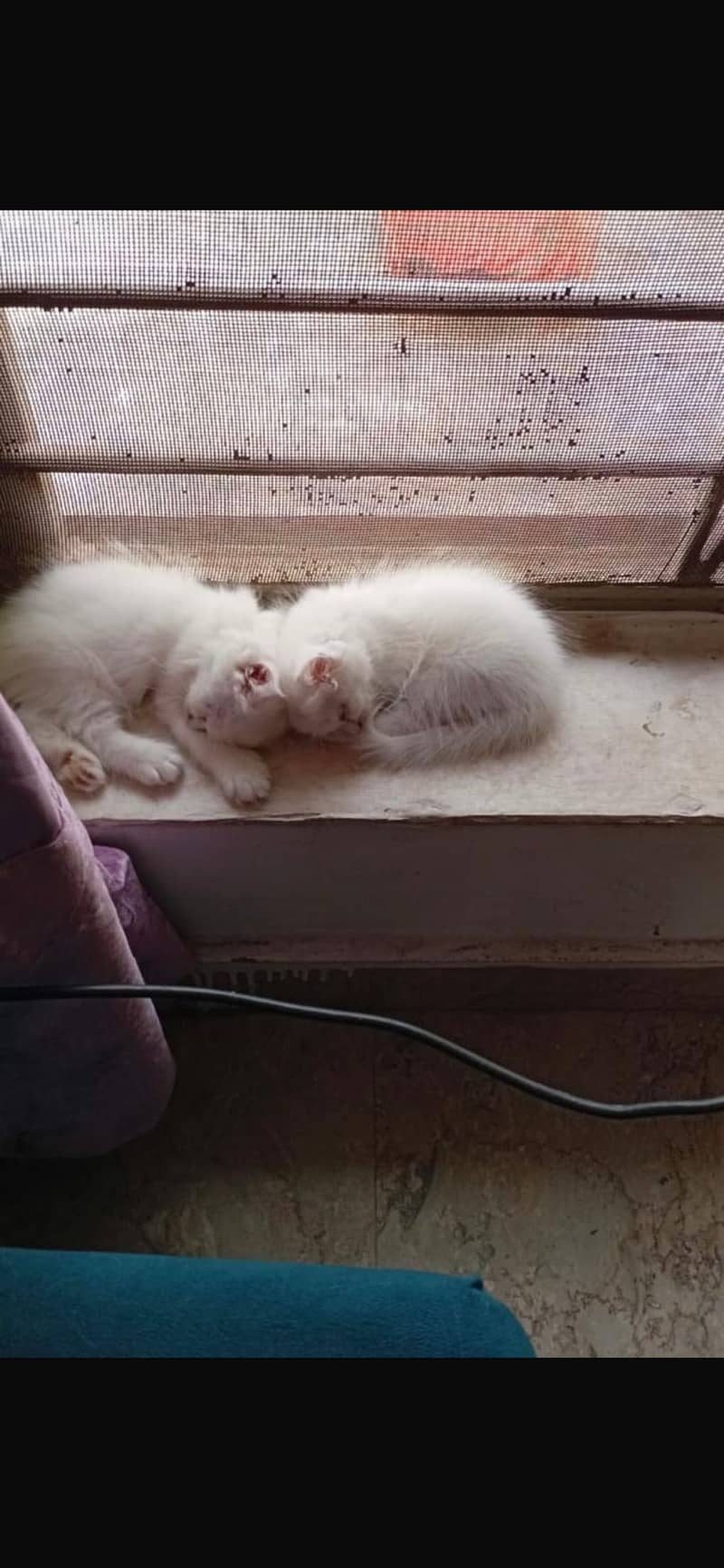 Kittens 1