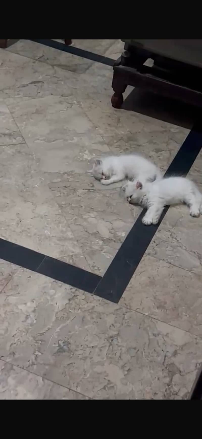 Kittens 2