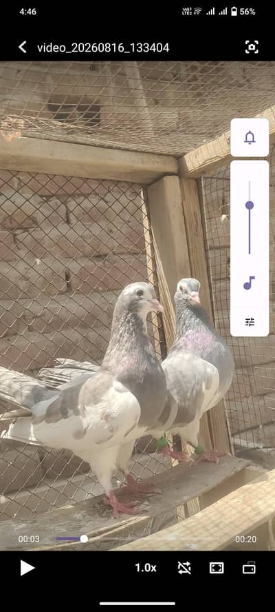 top quality breeder pair