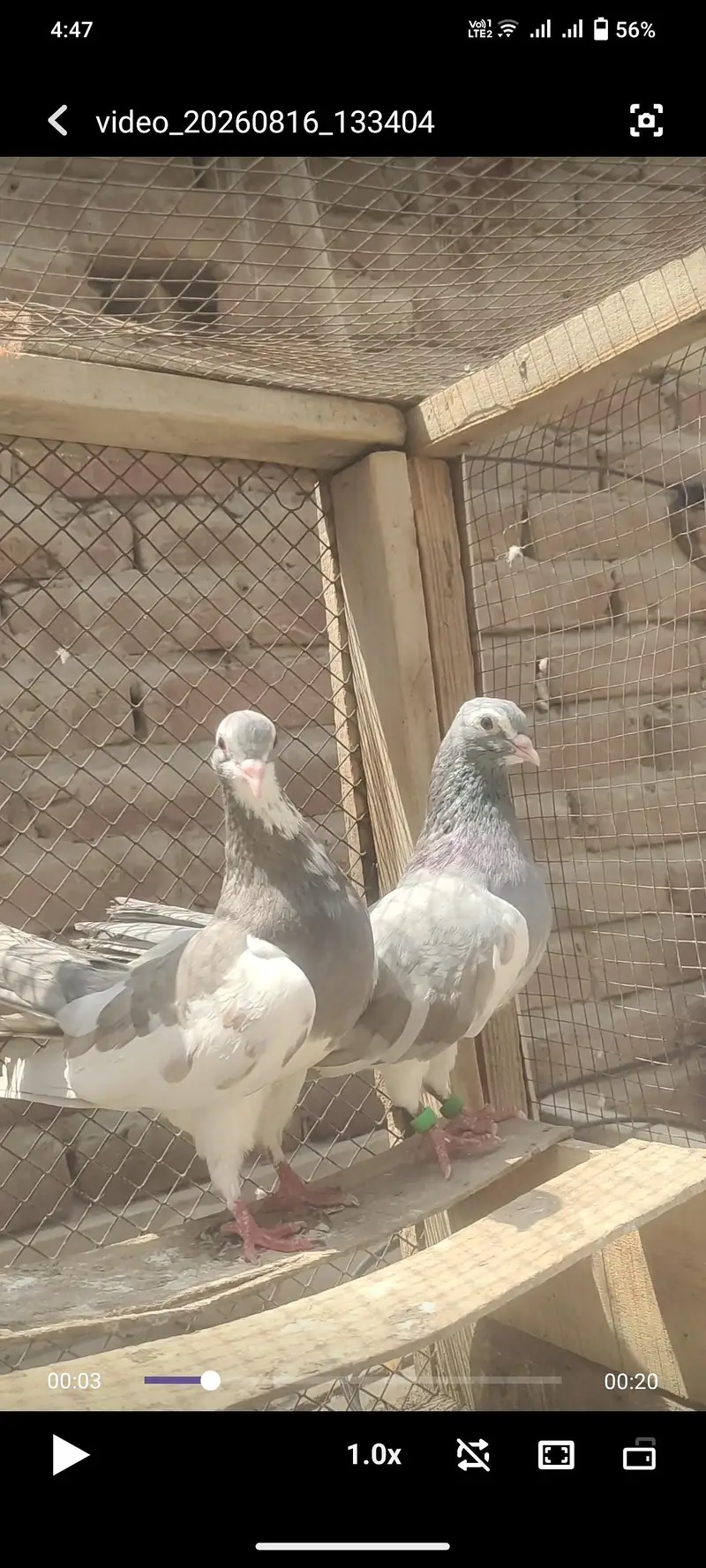 top quality breeder pair — photo 2