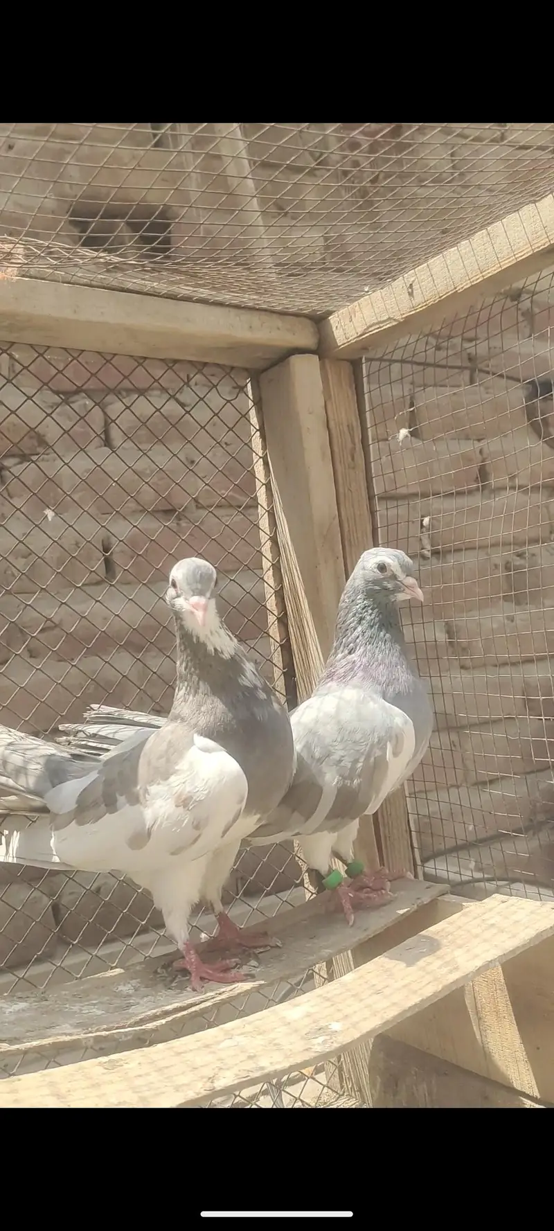 top quality breeder pair — photo 3