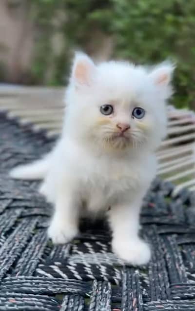 Persian kittens available
