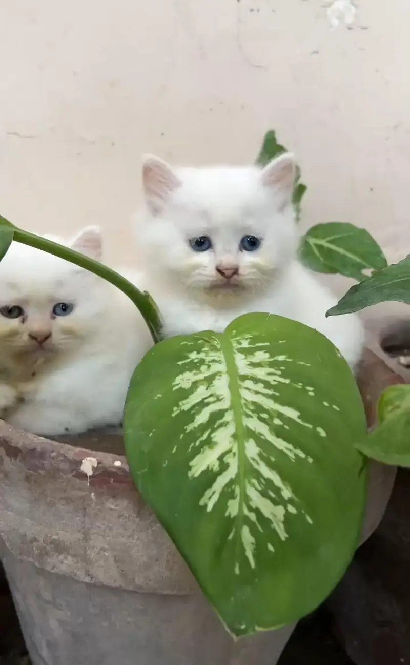 Persian kittens available — photo 2