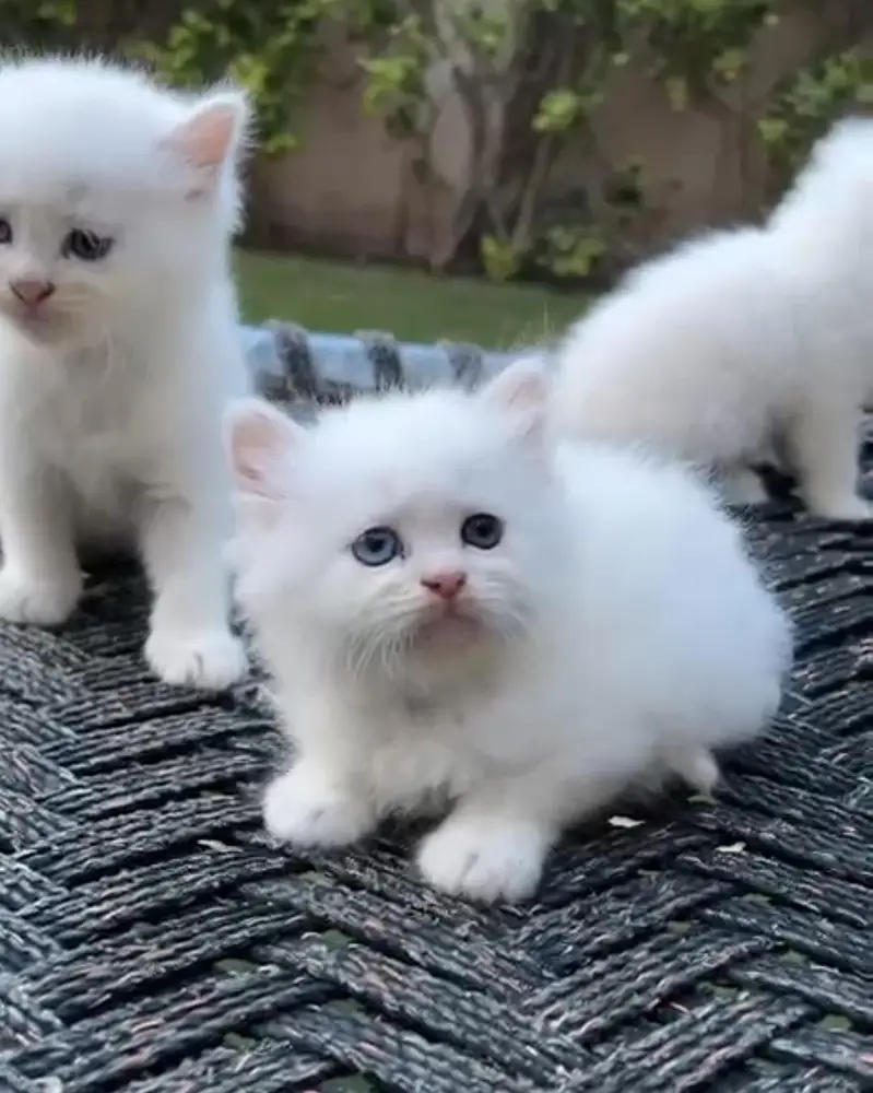 Persian kittens available — photo 3