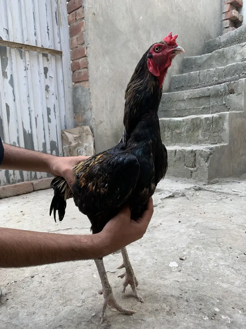 Aseel murga — photo 5