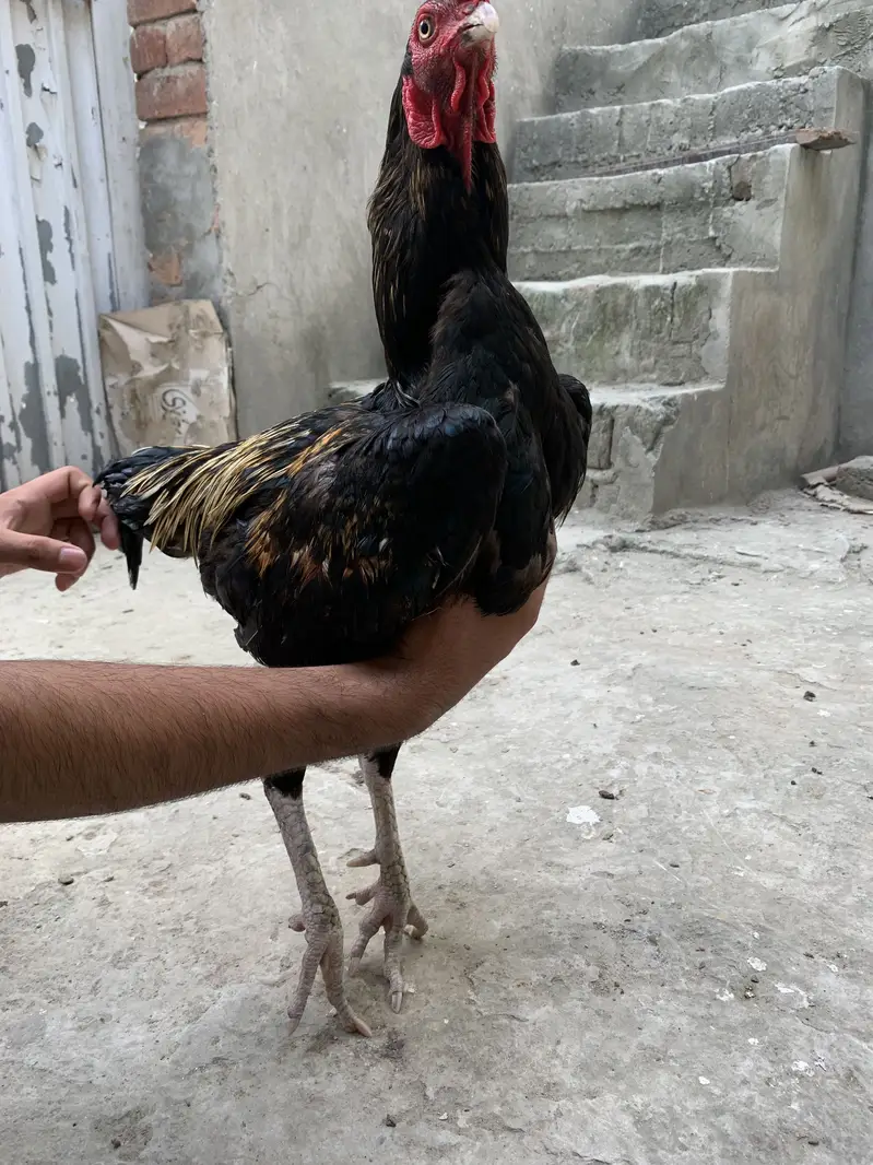 Aseel murga — photo 6