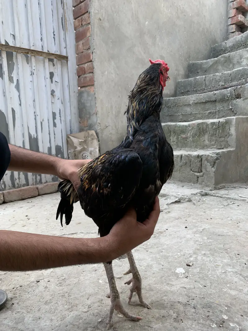 Aseel murga — photo 7
