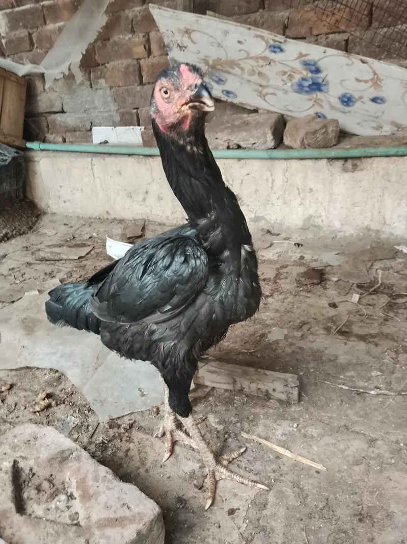 aseel murghi Ando par any wale hai — photo 2