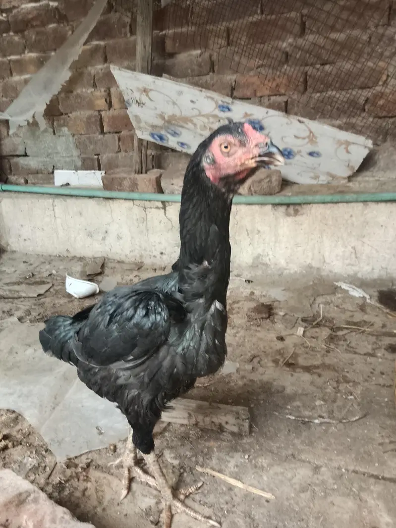 aseel murghi Ando par any wale hai — photo 3