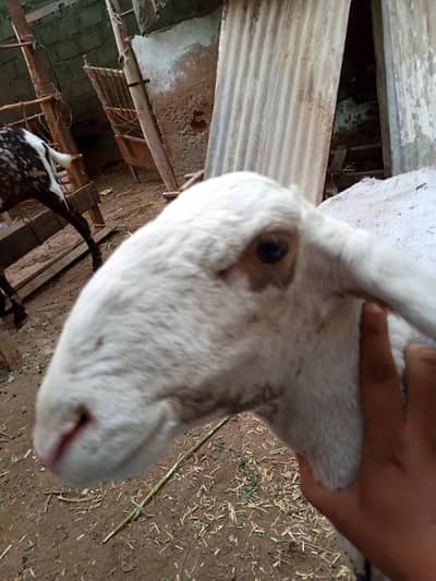 domba ha active ha halthay ha kece na Lana ha wohe rabta karay