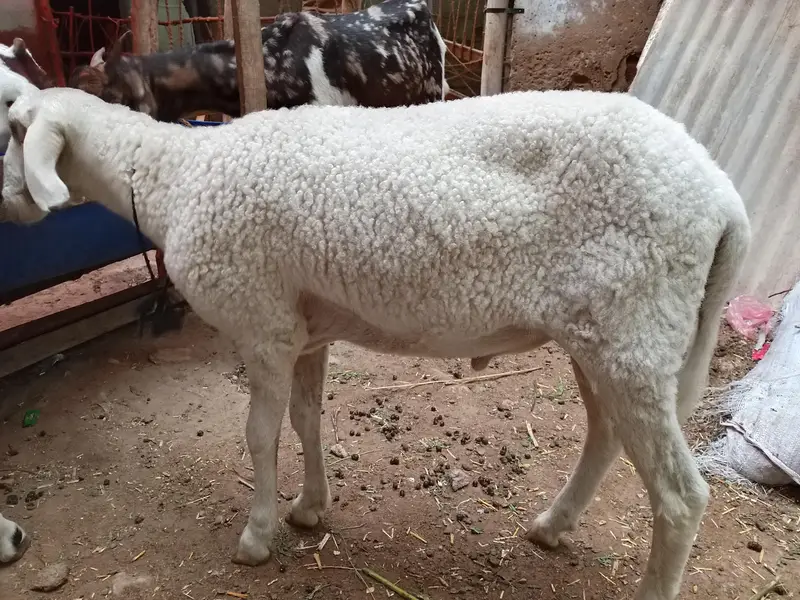 domba ha active ha halthay ha kece na Lana ha wohe rabta karay — photo 2