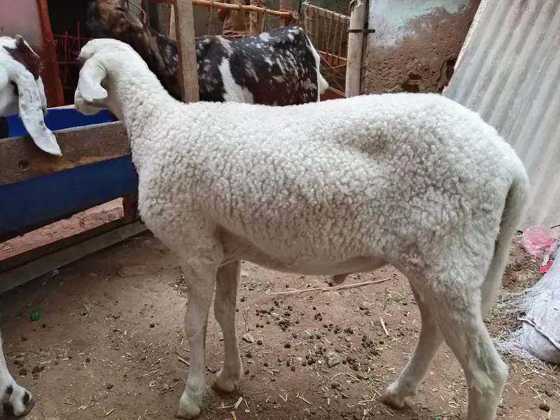 domba ha active ha halthay ha kece na Lana ha wohe rabta karay — photo 3
