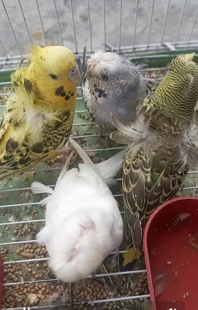 hogo parrot 1200 pr pice sale  03494742946