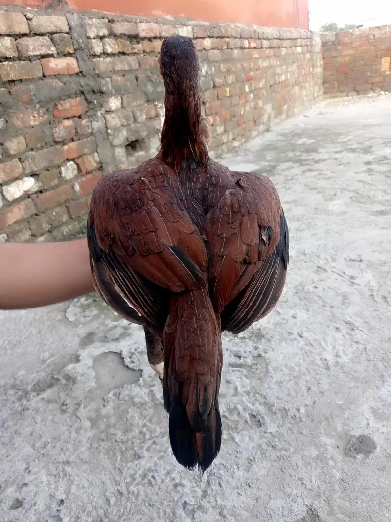 special aseel — photo 6