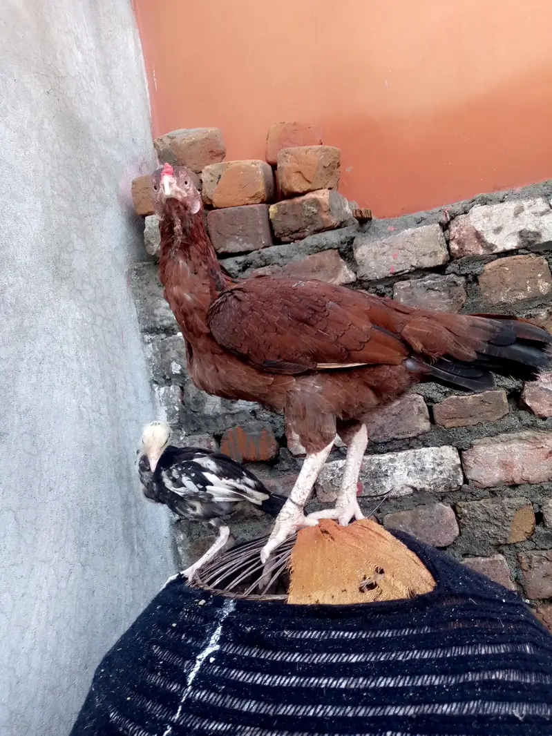 special aseel — photo 8