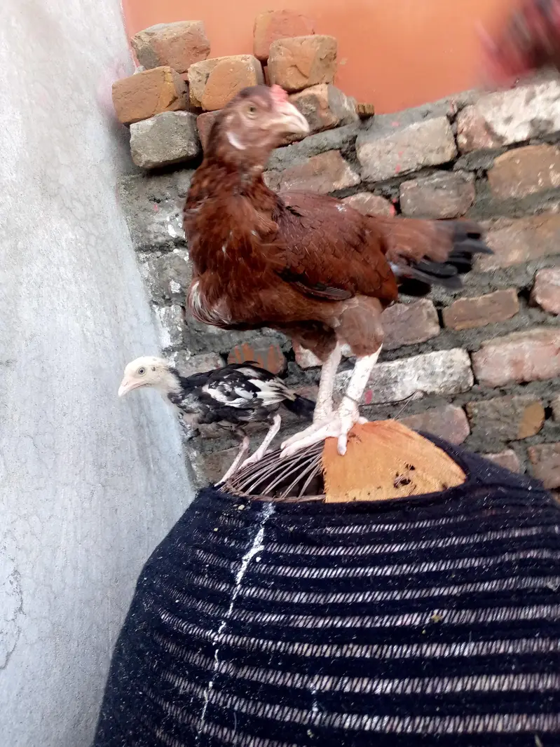 special aseel — photo 10