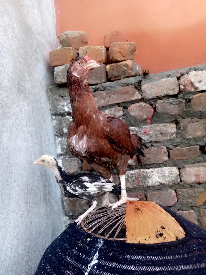 special aseel — photo 11
