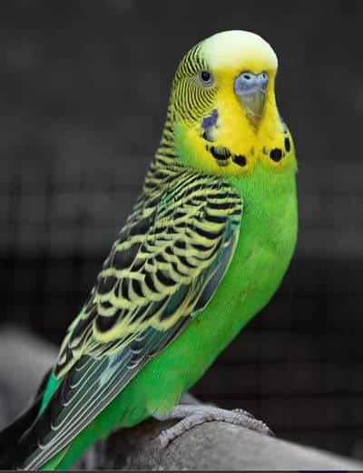 budgie
