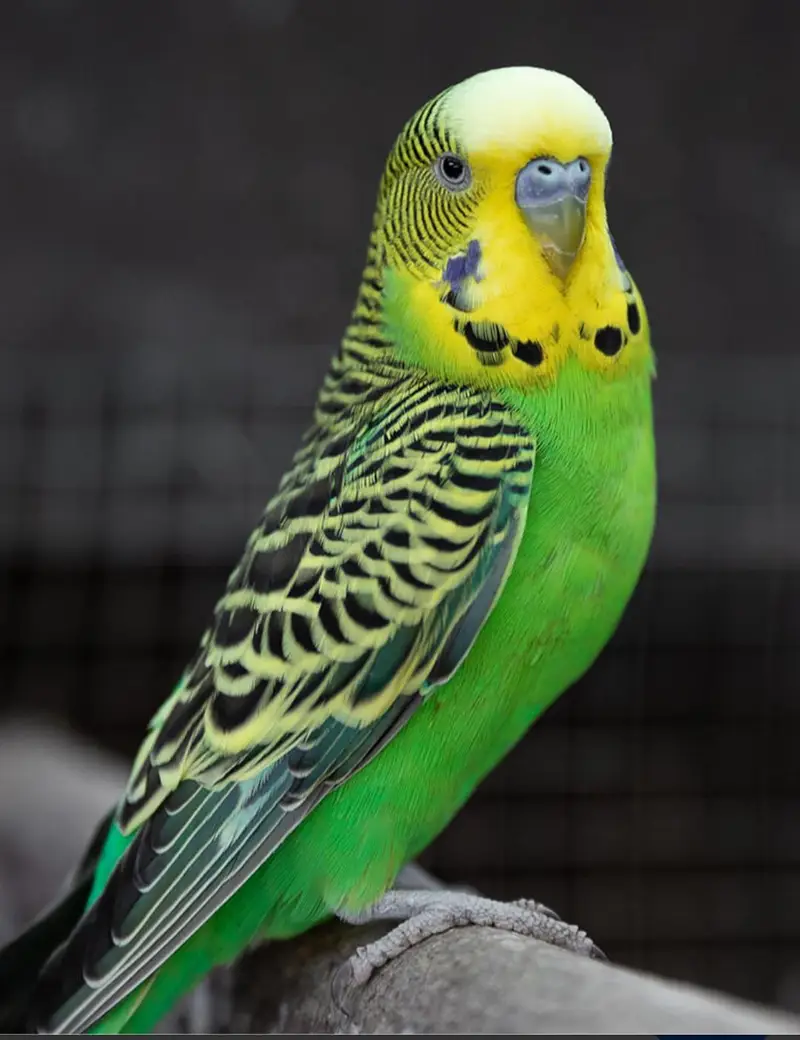 budgie