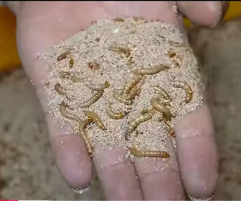 Setup Mealworms/BSF | Earn 125K to 250K monthly | With Full Training — photo 2