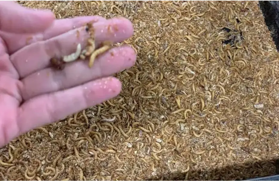 Setup Mealworms/BSF | Earn 125K to 250K monthly | With Full Training — photo 3