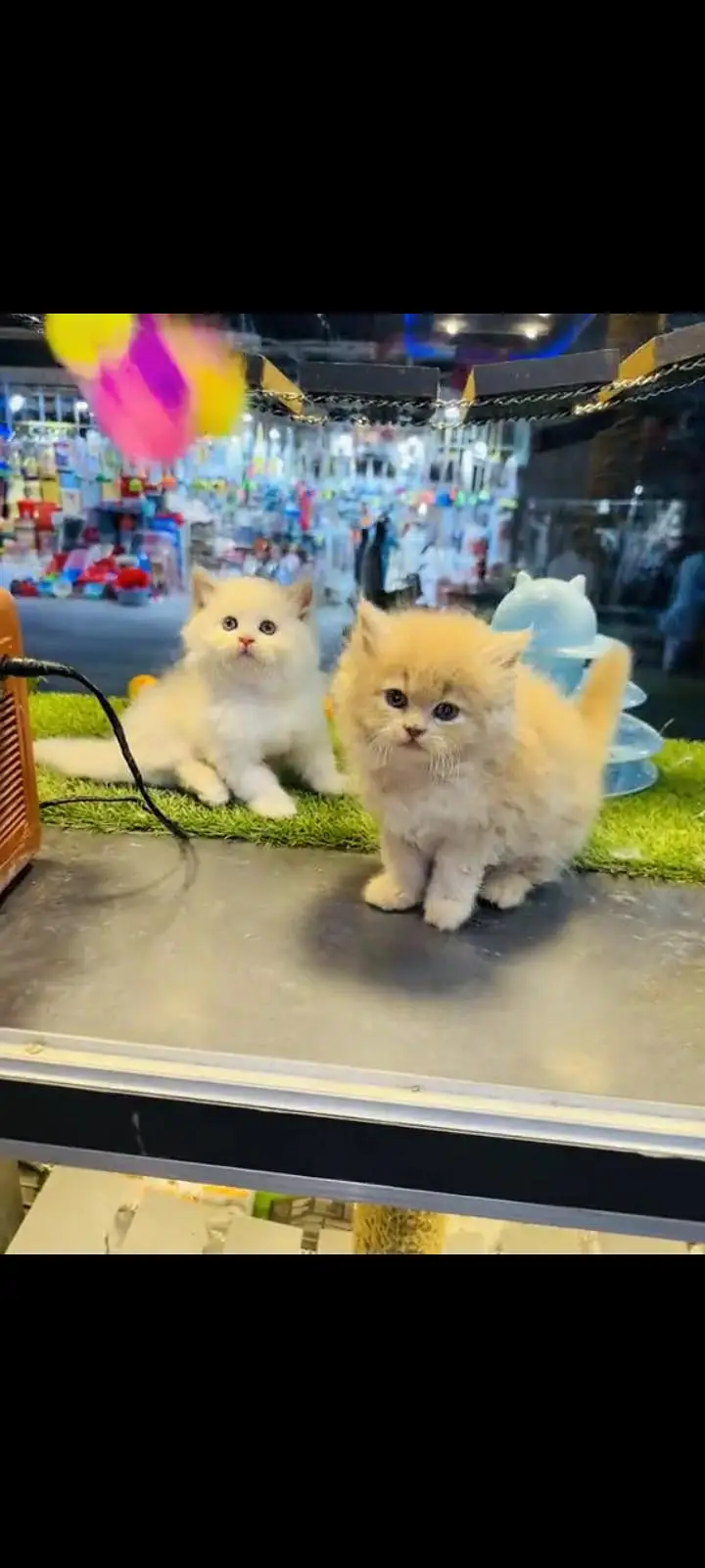 persian cat for sale — photo 2