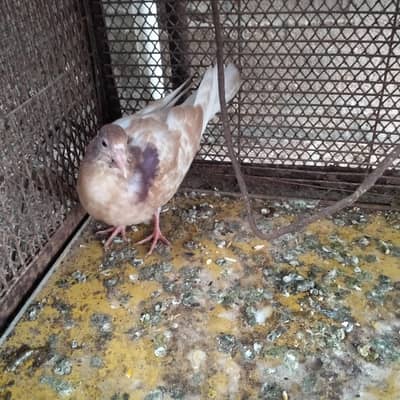 sherazi pegoin chick