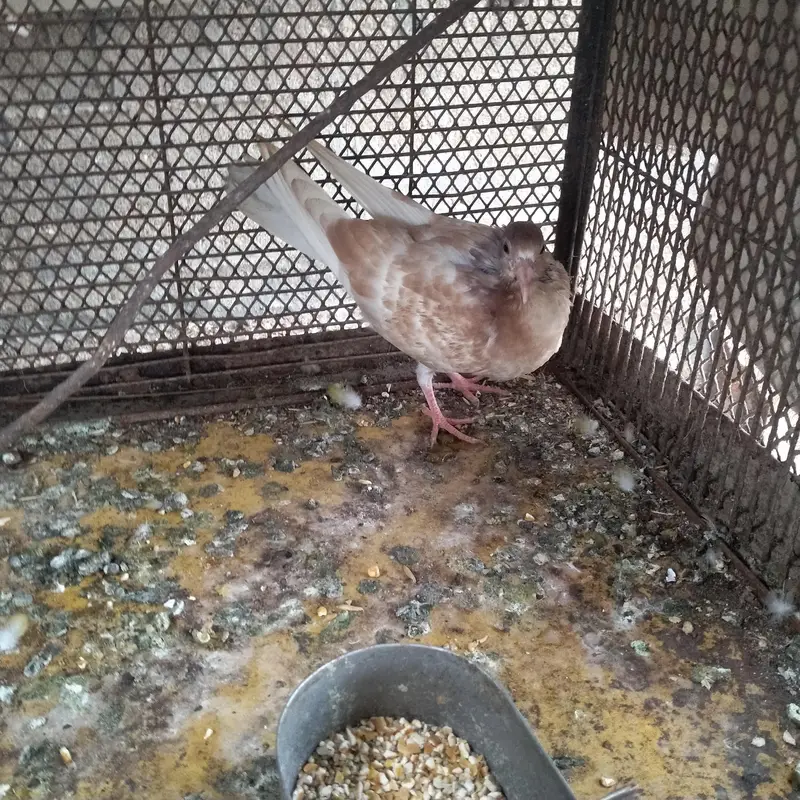 sherazi pegoin chick — photo 2
