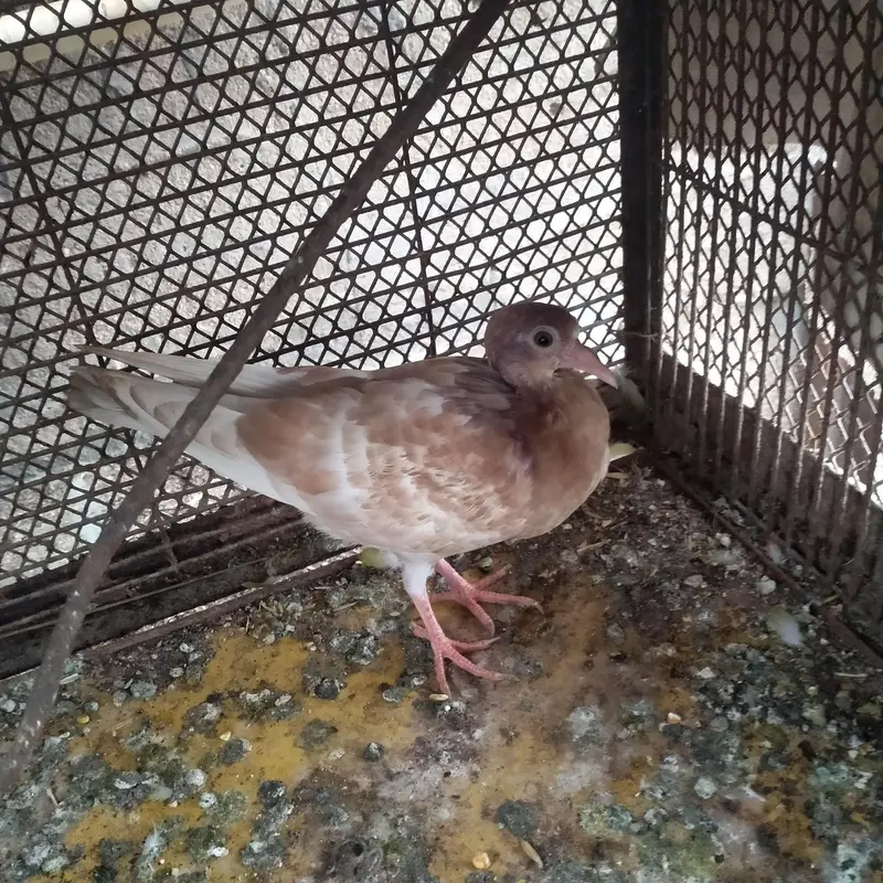 sherazi pegoin chick — photo 3