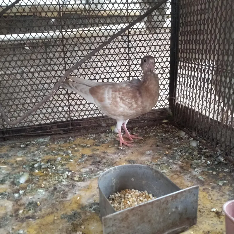 sherazi pegoin chick — photo 4