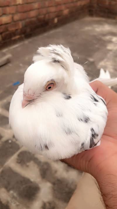 Beautiful OLD DUTCH pigeon pair for sale