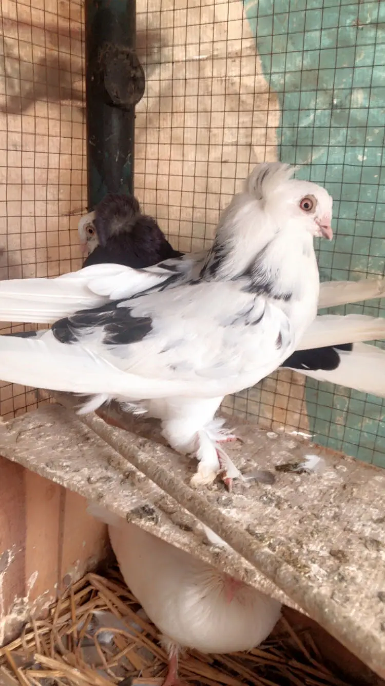 Beautiful OLD DUTCH pigeon pair for sale — photo 2