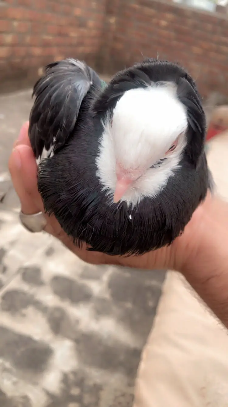 Beautiful OLD DUTCH pigeon pair for sale — photo 3