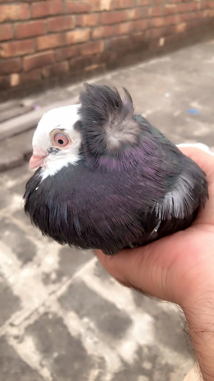 Beautiful OLD DUTCH pigeon pair for sale — photo 4