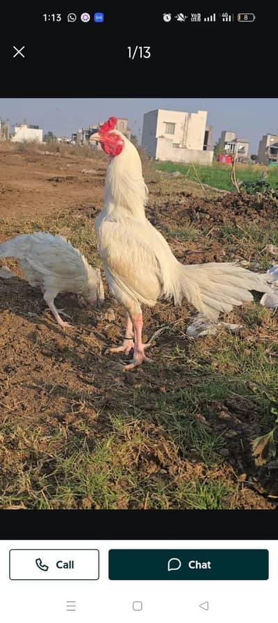 Heera and Mushka lassani (kalay Nawab) Breed