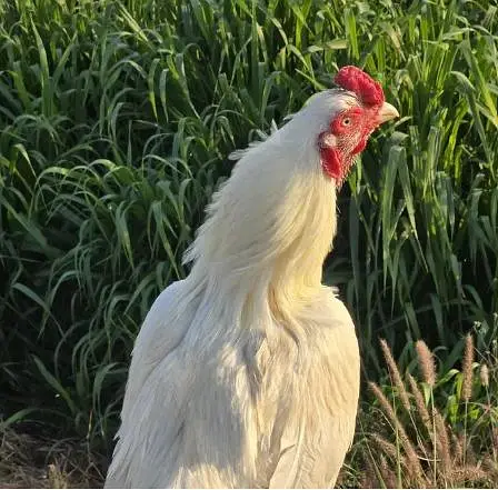 Heera and Mushka lassani (kalay Nawab) Breed — photo 2