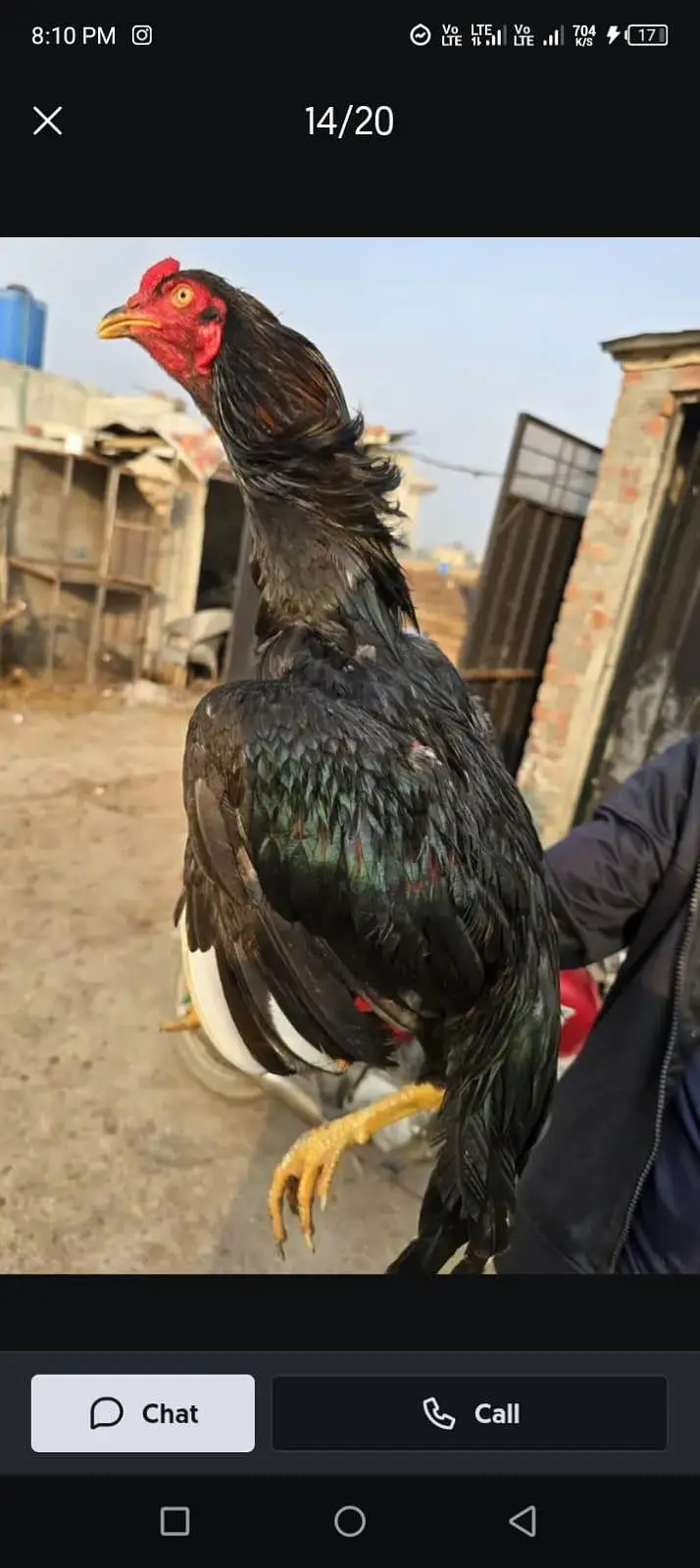 Heera and Mushka lassani (kalay Nawab) Breed — photo 3