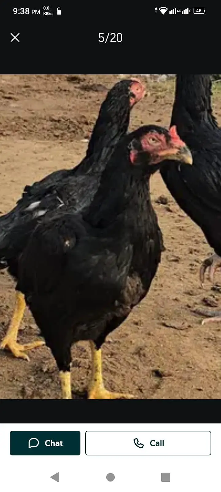 Heera and Mushka lassani (kalay Nawab) Breed — photo 4