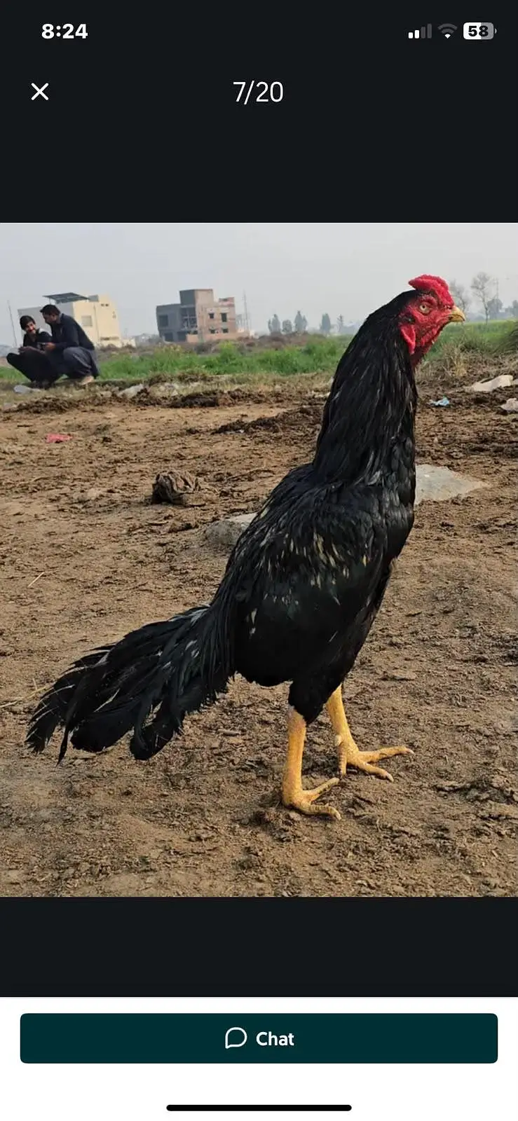 Heera and Mushka lassani (kalay Nawab) Breed — photo 5
