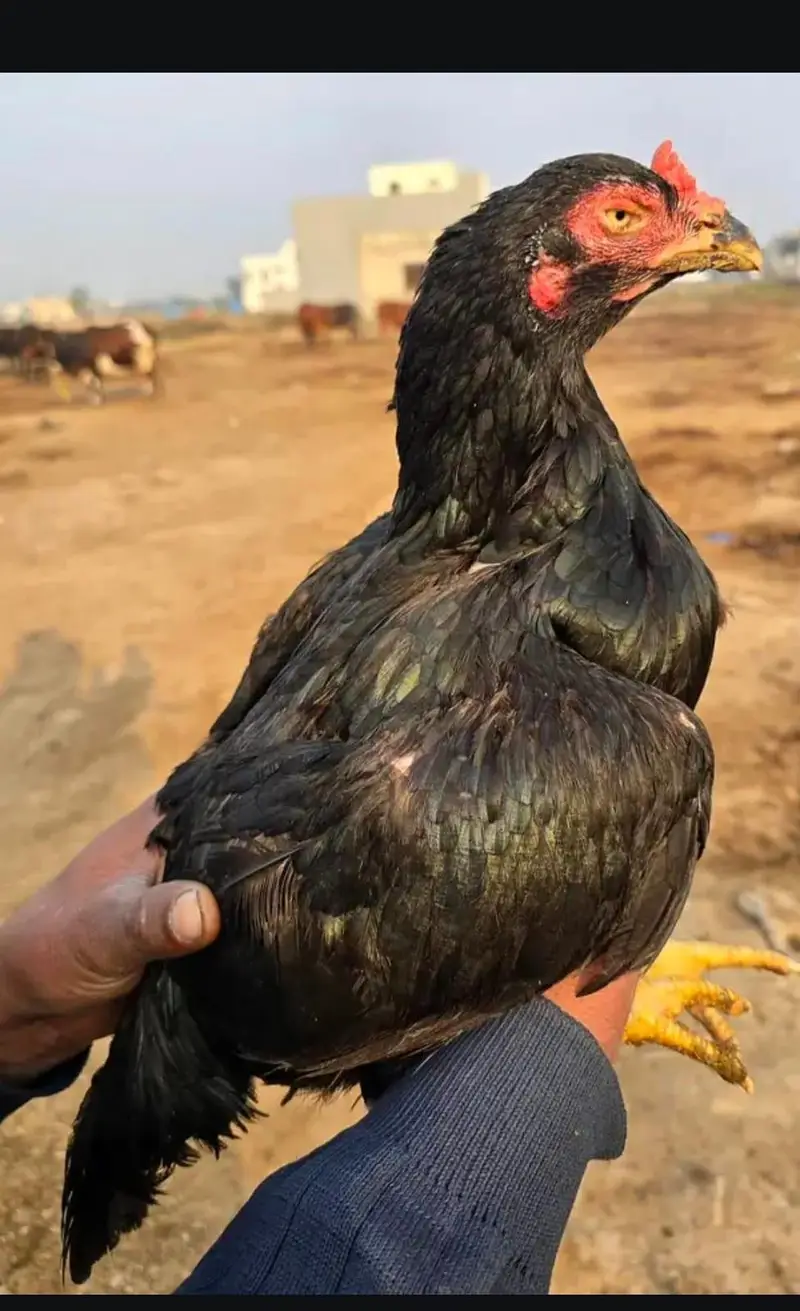 Heera and Mushka lassani (kalay Nawab) Breed — photo 6