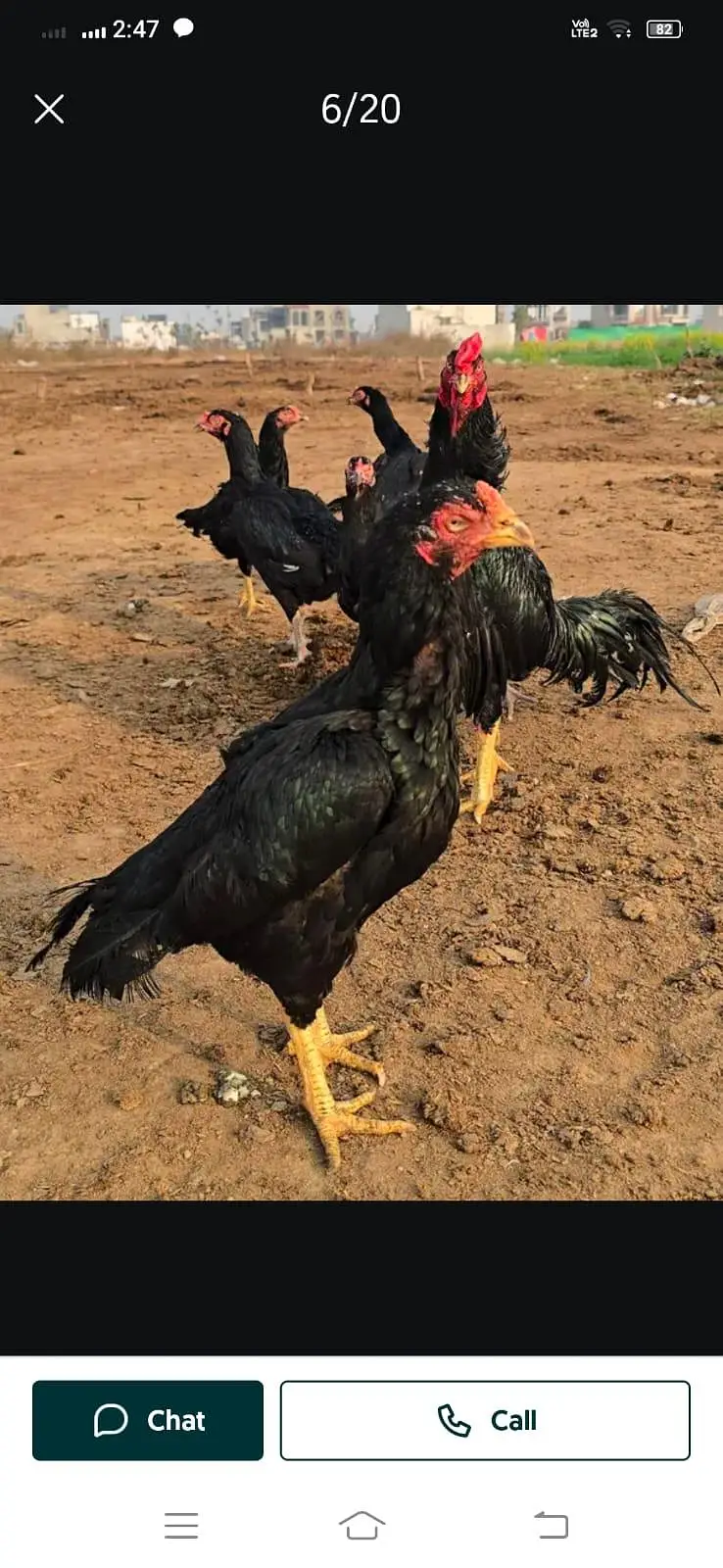 Heera and Mushka lassani (kalay Nawab) Breed — photo 7