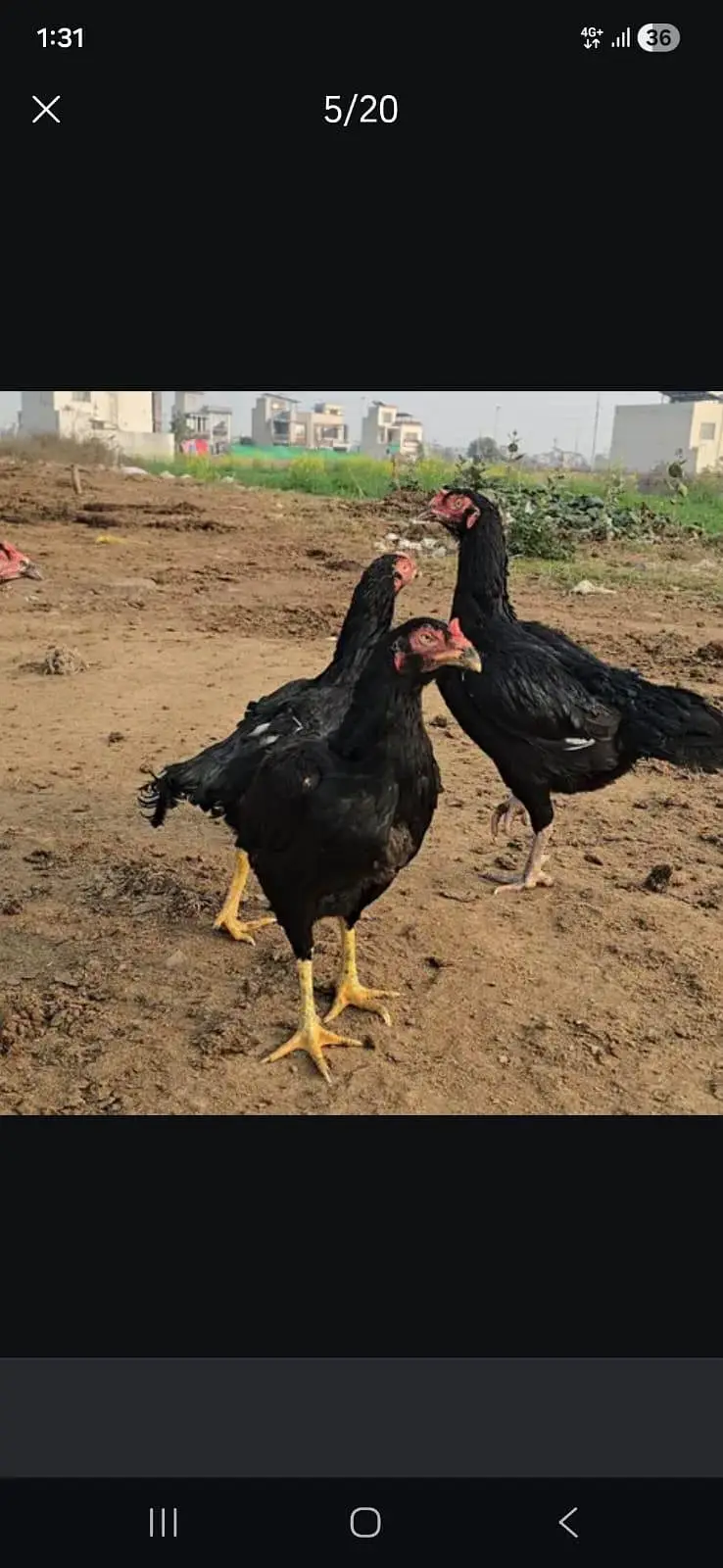 Heera and Mushka lassani (kalay Nawab) Breed — photo 8