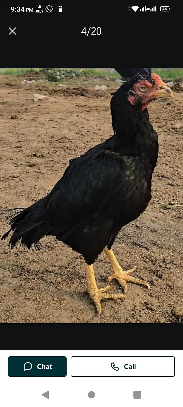Heera and Mushka lassani (kalay Nawab) Breed — photo 9