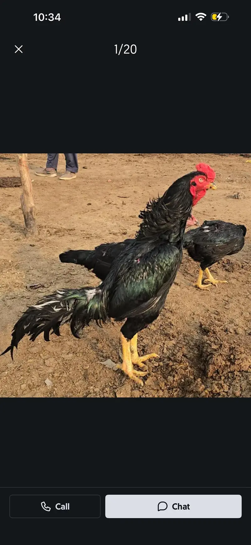 Heera and Mushka lassani (kalay Nawab) Breed — photo 10