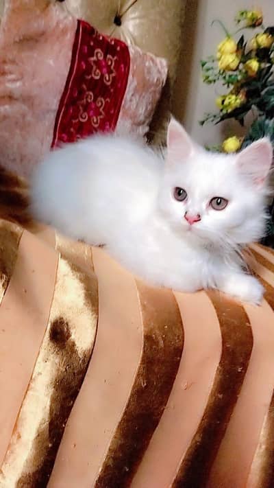 Kittens