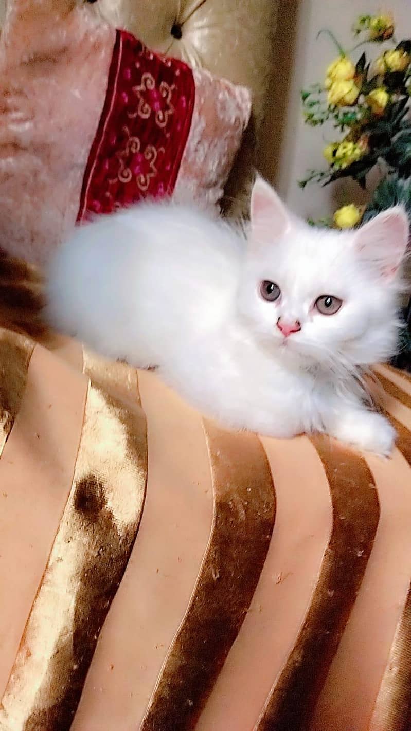Kittens 0
