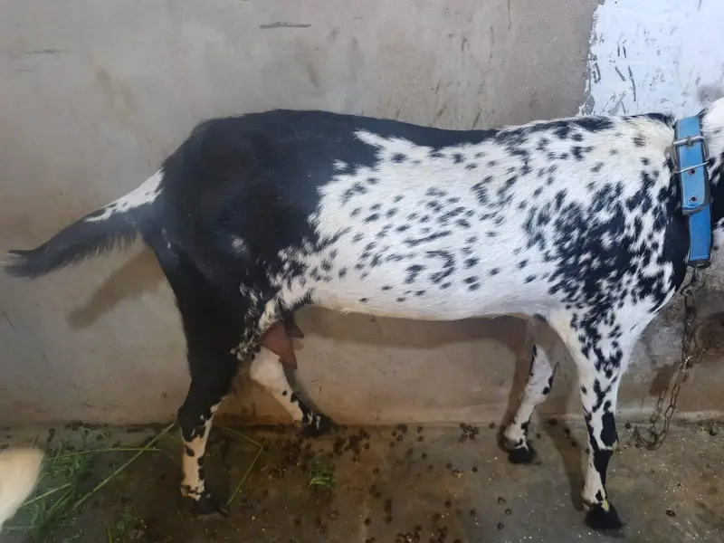 makka cheeni bakri 8 dant khali — photo 2