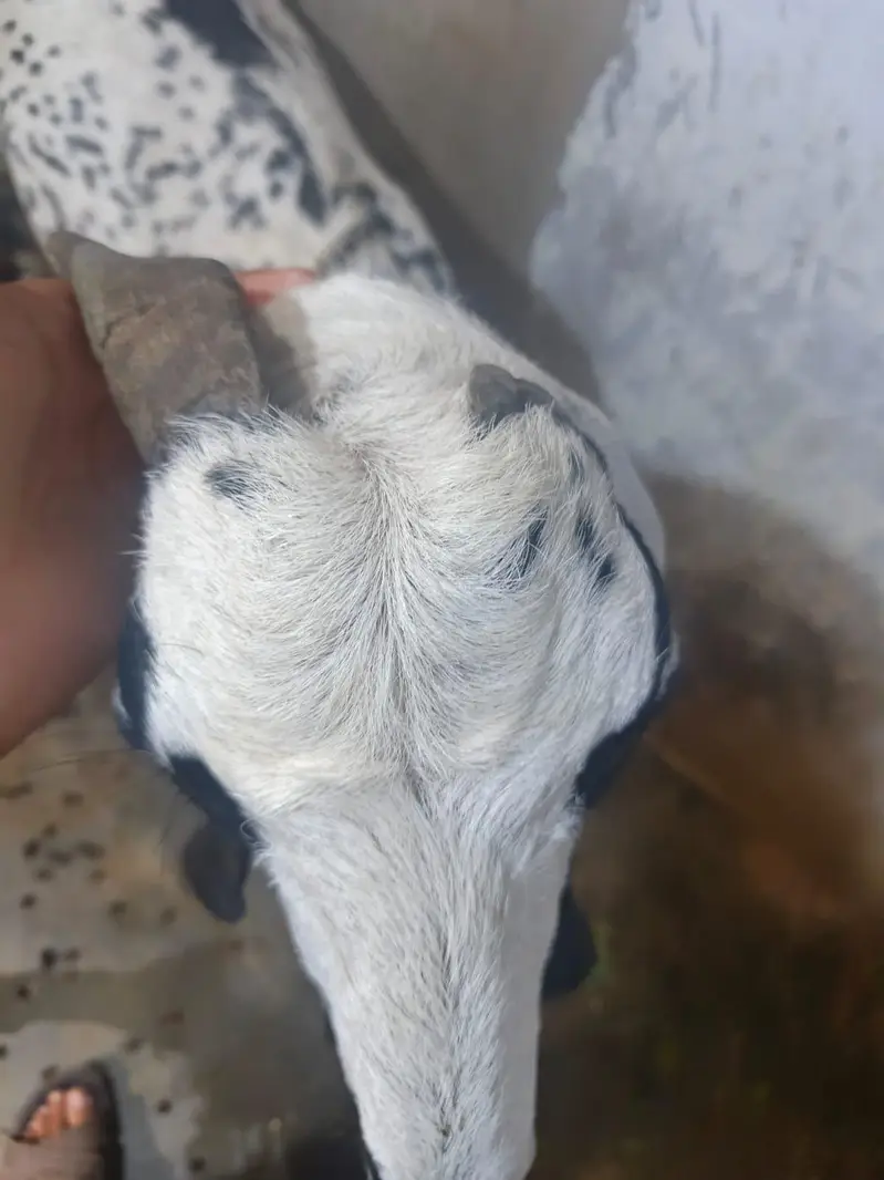 makka cheeni bakri 8 dant khali — photo 4