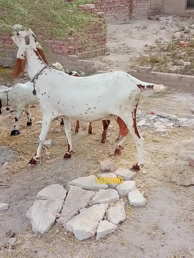 bachon wali maki cheni bakri or path