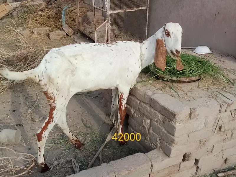 bachon wali maki cheni bakri or path — photo 2